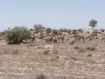 Camels in dry desert scrub in the hot season