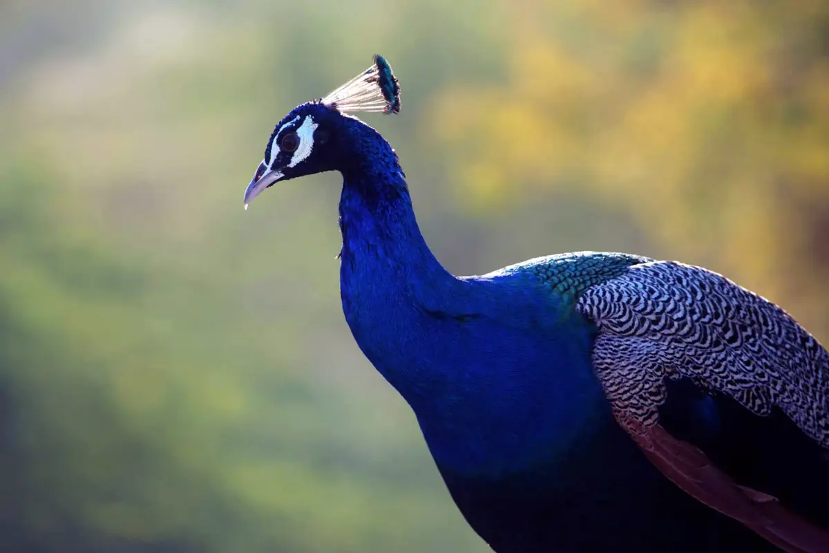 Peacock in Tharparkar district, Sindh